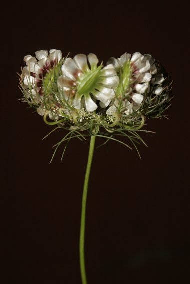 نسب المصنف - غير تجاري 4.0 دولي (CC BY-NC 4.0)- i naturalist.