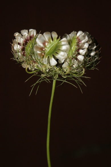 Via inaturalist. Licensed under Attribution-NonCommercial 4.0.International.