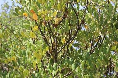 الأوراق، شهر شباط. هذه الصورة مرخصة تحت المشاع الإبداعي نسب المصنف - غير تجاري 4.0