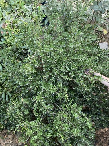 الثمار والأ وراق، شهر آب. هذه الصورة مرخصة تحت المشاع الاٍبداعي نسب المصنف - غير تجاري 4.0