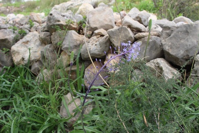 Flowers, February. This photo is available under the Creative Commons CC-BY-NC 4.0 License.