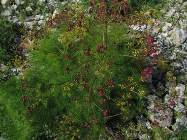 ويكيداتا. مرخص بموجب رخصة المشاع الإبداعي نسبة المصنف إِلى مؤلفه - المشاركة بالمثل 3.0 العامة.