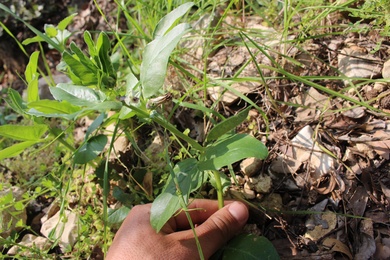 Flower & Leaves, March. This photo is available under the Creative Commons CC-BY-NC 4.0.