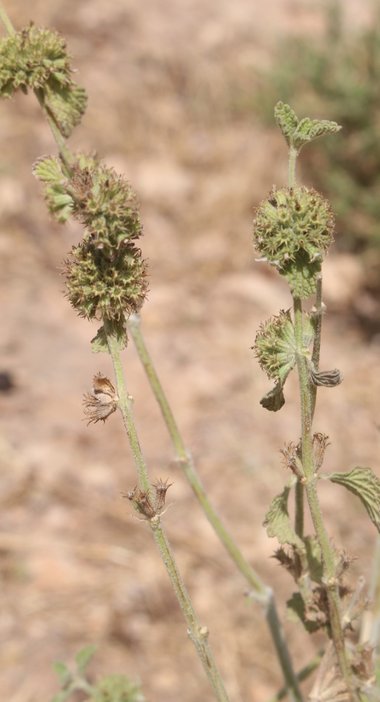 General View, June. This photo is available under the Creative Commons CC-BY-NC 4.0 License.