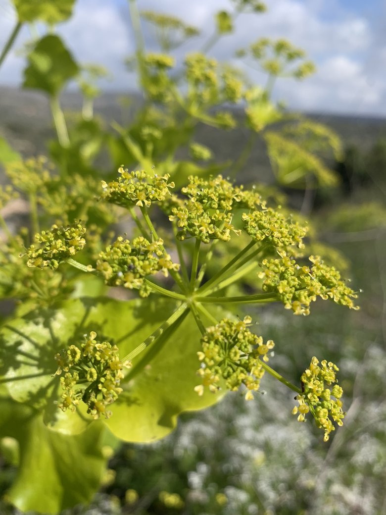 Flowers & Leaves, March. This photo is available under the Creative Commons CC-BY-NC 4.0 License.
