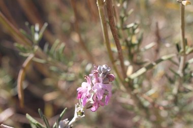 الأزهار، شهر أيار. هذه الصورة مرخصة تحت المشاع الاٍبداعي نسب المصنف - غير تجاري 4.0