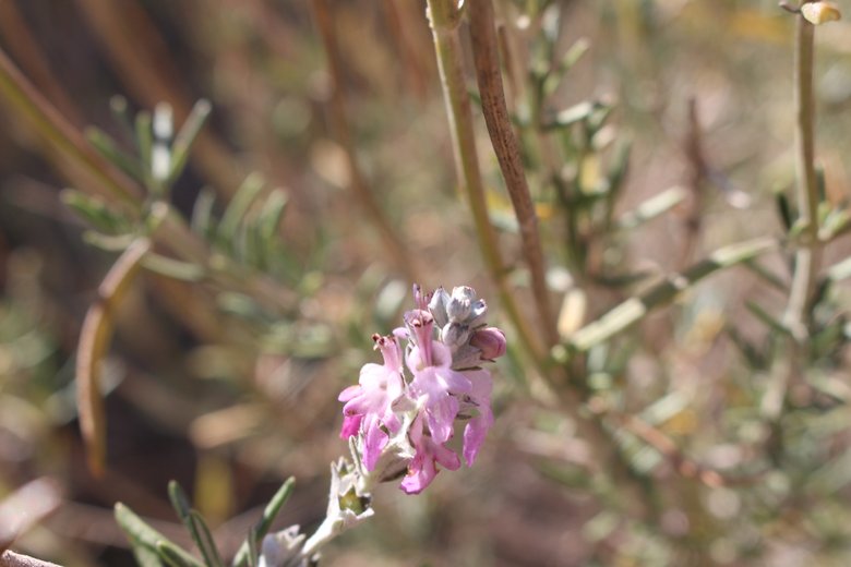 الأزهار، شهر أيار. هذه الصورة مرخصة تحت المشاع الاٍبداعي نسب المصنف - غير تجاري 4.0