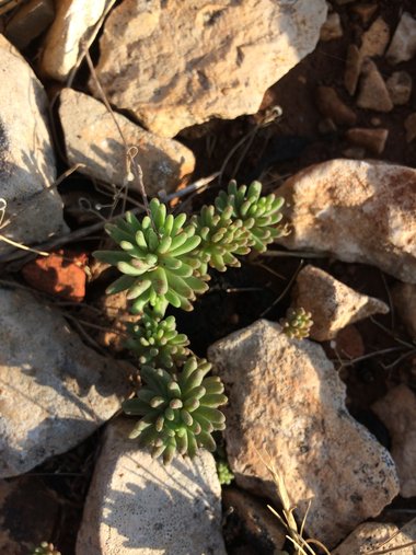 صورة عامة، شهر آذار. هذه الصورة مرخصة تحت المشاع الاٍبداعي نسب المصنف - غير تجاري 4.0