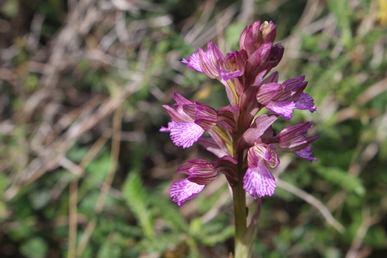 صورة عامة، شهر آذار. هذه الصورة مرخصة تحت المشاع الاٍبداعي نسب المصنف - غير تجاري 4.0