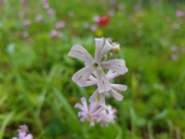 الأزهار، شهر شباط. هذه الصورة مرخصة تحت المشاع الاٍبداعي نسب المصنف - غير تجاري 4.0