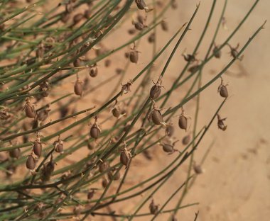 نسب المصنف - غير تجاري 4.0 دولي (CC BY-NC 4.0)- i naturalist.