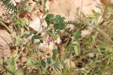 البذور و الأوراق، شهر نيسان. هذه الصورة مرخصة تحت المشاع الاٍبداعي نسب المصنف - غير تجاري 4.0