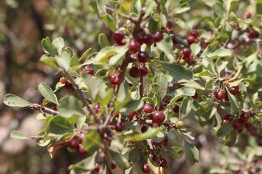 الثمار و الأوراف، شهر آب. هذه الصورة مرخصة تحت المشاع الاٍبداعي نسب المصنف - غير تجاري 4.0