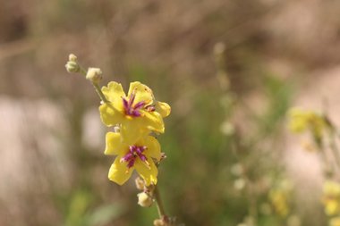 الأزهار، شهر حزيران. هذه الصورة مرخصة تحت المشاع الاٍبداعي نسب المصنف - غير تجاري 4.0