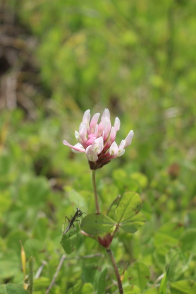 Flowers, March. This photo is available under the Creative Commons CC-BY-NC 4.0.