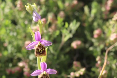 الأزهار والبراعم، شهر نيسان. هذه الصورة مرخصة تحت المشاع الاٍبداعي نسب المصنف - غير تجاري 4.0