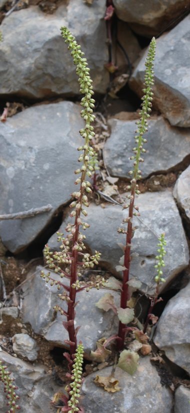 الأزهار، شهر نيسان. هذه الصورة مرخصة تحت المشاع الاٍبداعي نسب المصنف - غير تجاري 4.0