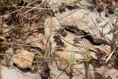 Seeds, May. This photo is available under the Creative Commons CC-BY-NC 4.0 License.
