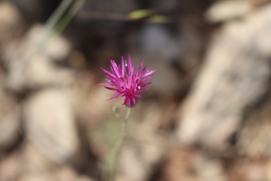 Flowers, April. This photo is available under the Creative Commons CC-BY-NC 4.0 License.