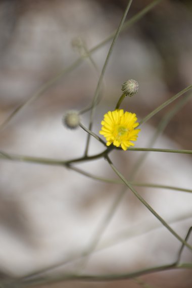 الأزهار، شهر ايار. هذه الصورة مرخصة تحت المشاع الاٍبداعي نسب المصنف - غير تجاري 4.0