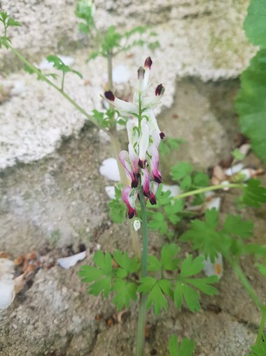 صورة عامة، شهر آذار. هذه الصورة مرخصة تحت المشاع الاٍبداعي نسب المصنف - غير تجاري 4.0