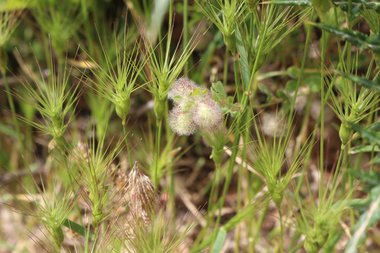 Flower, April. This photo is available under the Creative Commons CC-BY-NC 4.0.