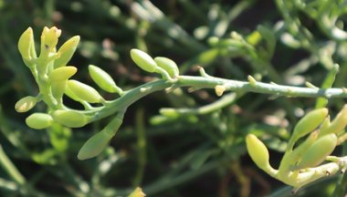 نسب المصنف - غير تجاري 4.0 دولي (CC BY-NC 4.0)- i naturalist.