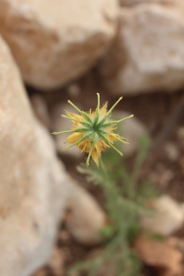 الأزهار، شهر نيسان. هذه الصورة مرخصة تحت المشاع الاٍبداعي نسب المصنف - غير تجاري 4.0