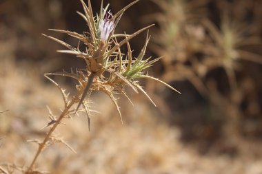 Flowers & Leaves, July. This photo is available under the Creative Commons CC-BY-NC 4.0 License.