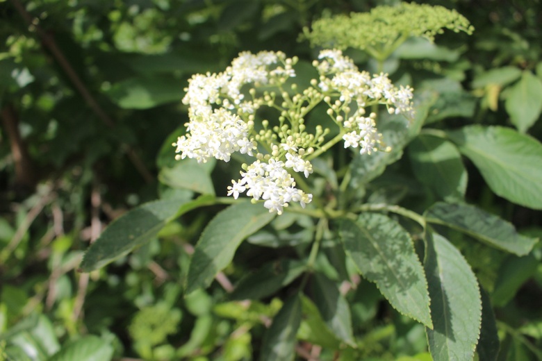 Flowers & Leaves, April. This photo is available under the Creative Commons CC-BY-NC 4.0 License.