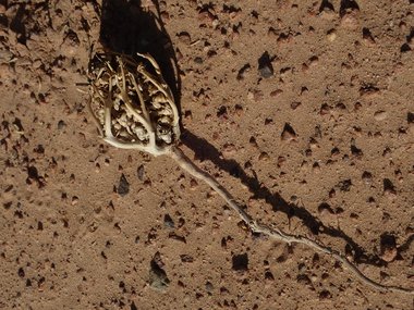 نسب المصنف - غير تجاري 4.0 دولي (CC BY-NC 4.0)- i naturalist.