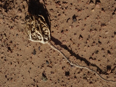 Via inaturalist. Licensed under Attribution-NonCommercial 4.0.International.