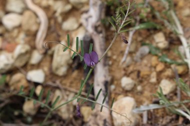 الزهرة و الأوراق، شهر آذار. هذه الصورة مرخصة تحت المشاع الاٍبداعي نسب المصنف - غير تجاري 4.0