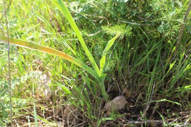 Leaves, March. This photo is available under the Creative Commons CC-BY-NC 4.0 License.