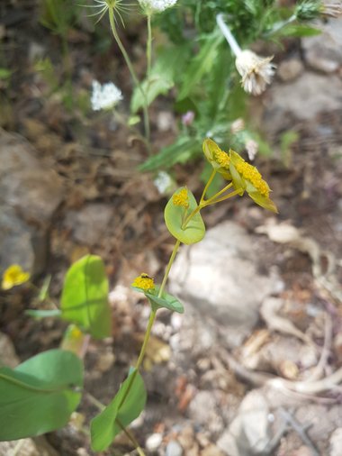 صورة عامة، شهر أيار. هذه الصورة مرخصة تحت المشاع الاٍبداعي نسب المصنف - غير تجاري 4.0