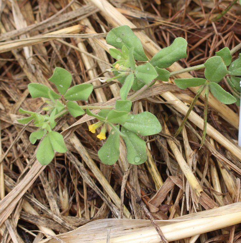 الثمار و الأوراق والزهرة، شهر نيسان. هذه الصورة مرخصة تحت المشاع الإبداعي نسب المصنف - غير تجاري 4.0