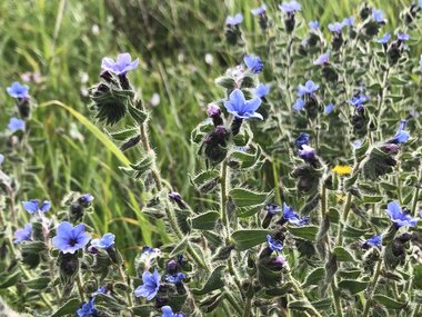 نسب المصنف - غير تجاري 4.0 دولي (CC BY-NC 4.0)- i naturalist.