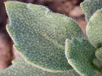 Via inaturalist. Licensed under Attribution-NonCommercial 4.0.International.