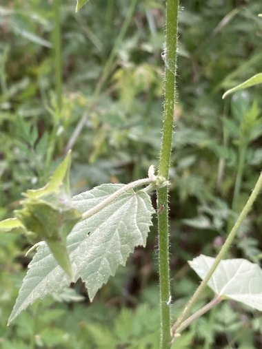 نسب المصنف - غير تجاري 4.0 دولي (CC BY-NC 4.0)- i naturalist.