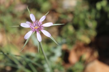 الزهرة، شهر نيسان. هذه الصورة مرخصة تحت المشاع الإبداعي نسب المصنف - غير تجاري 4.0