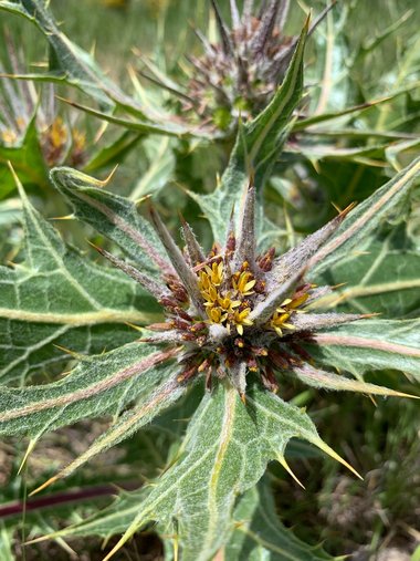 الأزهار والأوراق، شهر نيسان. هذه الصورة مرخصة تحت المشاع الاٍبداعي نسب المصنف - غير تجاري 4.0