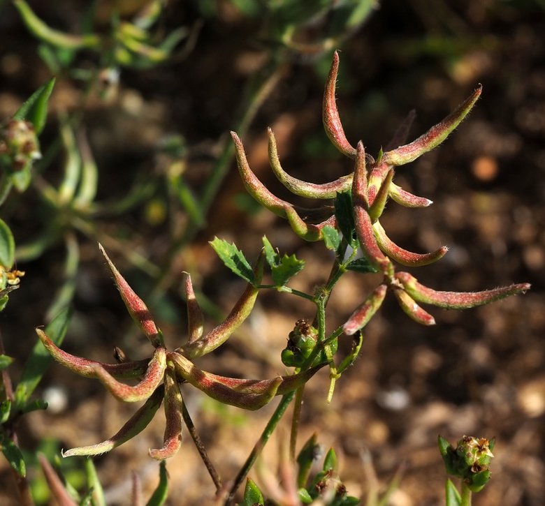 Via inaturalist. Licensed under Attribution-NonCommercial 4.0.International.