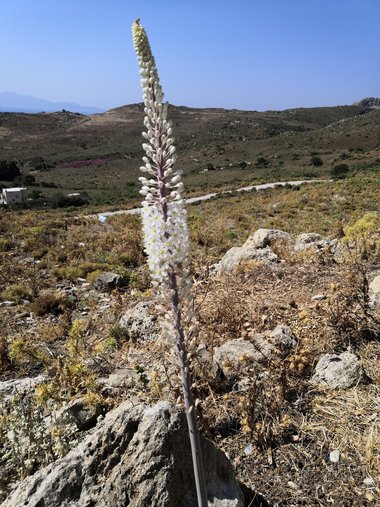 ويكيداتا. مرخص بموجب رخصة المشاع الإبداعي نسبة المصنف إِلى مؤلفه - المشاركة بالمثل 3.0 العامة.