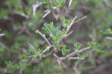 الأوراق، شهر تموز. هذه الصورة مرخصة تحت المشاع الإبداعي نسب المصنف - غير تجاري 4.0 .