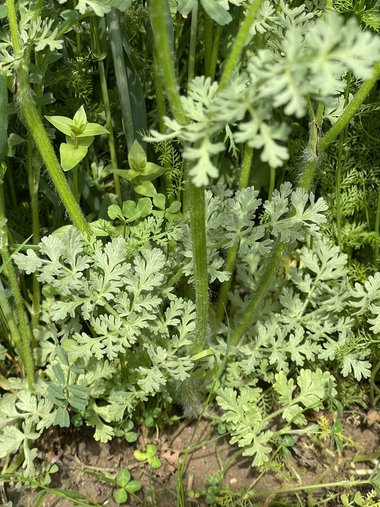 نسب المصنف - غير تجاري 4.0 دولي (CC BY-NC 4.0)- i naturalist.