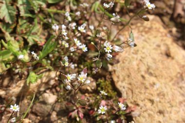 الأزهار والأوراق، شهر شباط. هذه الصورة مرخصة تحت المشاع الاٍبداعي نسب المصنف - غير تجاري 4.0