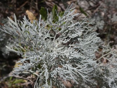 نسب المصنف - غير تجاري 4.0 دولي (CC BY-NC 4.0)- i naturalist.