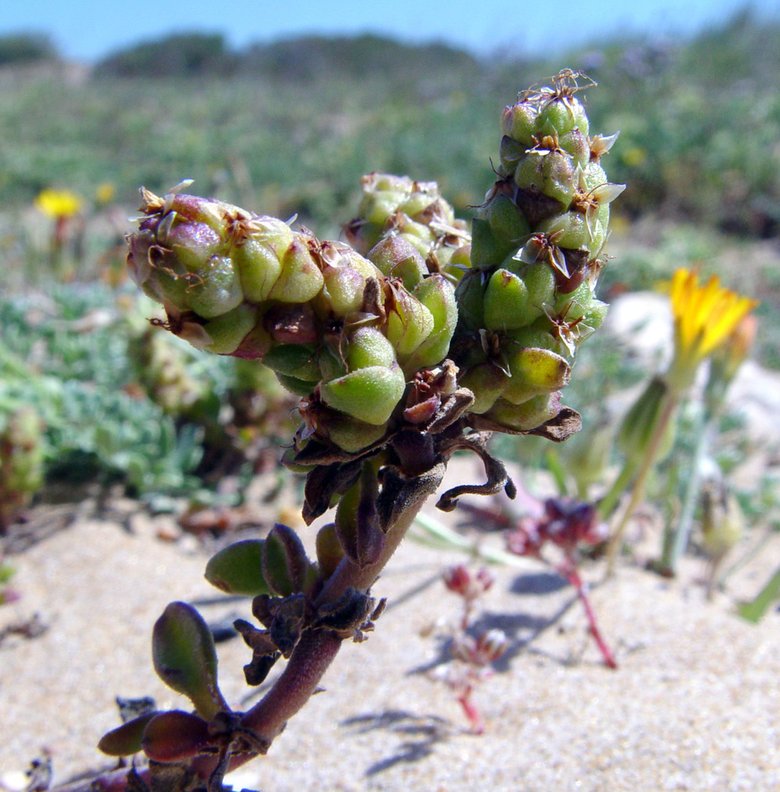 نسب المصنف - غير تجاري 4.0 دولي (CC BY-NC 4.0)- i naturalist.