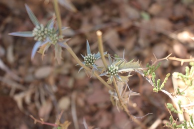 Leaves, June. This photo is available under the Creative Commons CC-BY-NC 4.0 License.
