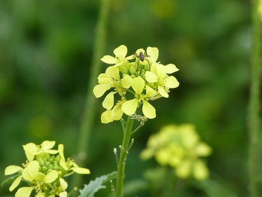 نسب المصنف - غير تجاري 4.0 دولي (CC BY-NC 4.0)- i naturalist.